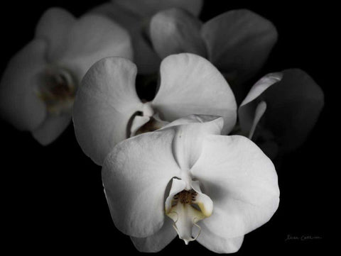 White Orchid I Black Ornate Wood Framed Art Print with Double Matting by Catterall, Elise