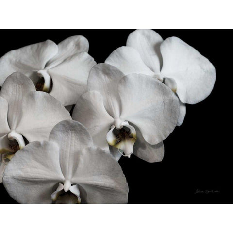 White Orchid II Gold Ornate Wood Framed Art Print with Double Matting by Catterall, Elise