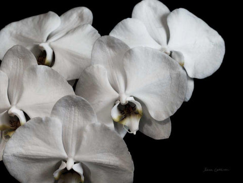 White Orchid II White Modern Wood Framed Art Print with Double Matting by Catterall, Elise