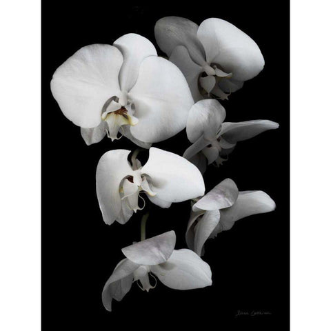 White Orchid III Gold Ornate Wood Framed Art Print with Double Matting by Catterall, Elise