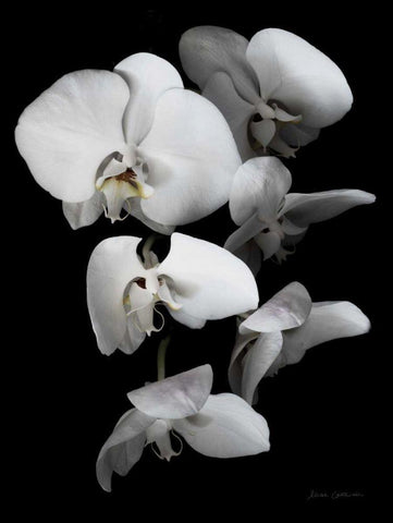 White Orchid III White Modern Wood Framed Art Print with Double Matting by Catterall, Elise