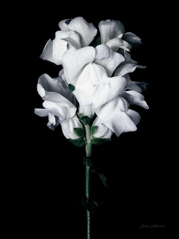 White Snapdragon White Modern Wood Framed Art Print with Double Matting by Catterall, Elise