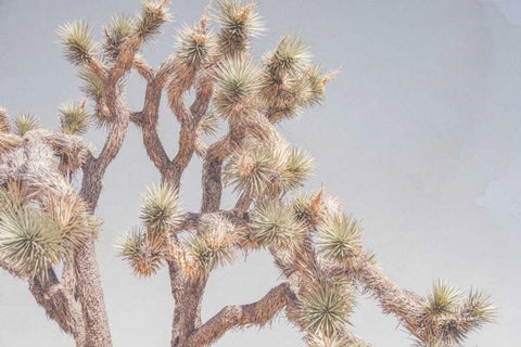 Desert Floral I White Modern Wood Framed Art Print with Double Matting by Urquhart, Elizabeth