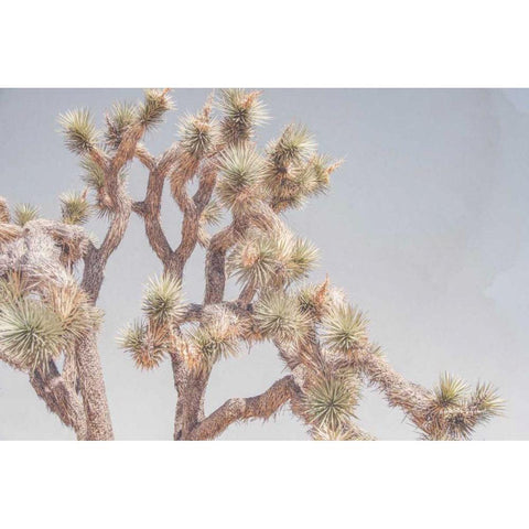Desert Floral I Gold Ornate Wood Framed Art Print with Double Matting by Urquhart, Elizabeth