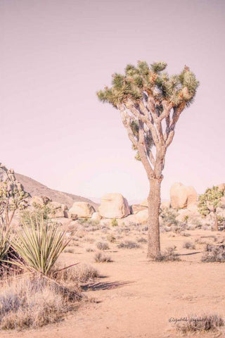 Joshua Tree III Blush Black Ornate Wood Framed Art Print with Double Matting by Urquhart, Elizabeth