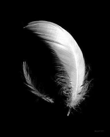 Dream Feathers Black Ornate Wood Framed Art Print with Double Matting by Goldstein, Ed