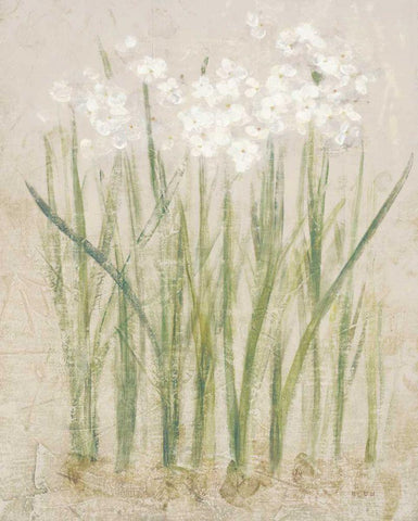Narcissus Light White Modern Wood Framed Art Print with Double Matting by Blum, Cheri
