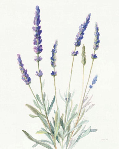 Floursack Lavender I on Linen White Modern Wood Framed Art Print with Double Matting by Nai, Danhui