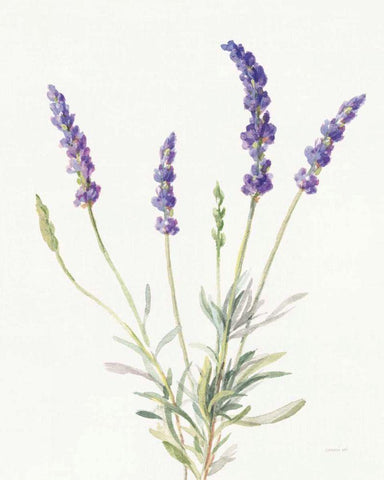 Floursack Lavender IV on Linen White Modern Wood Framed Art Print with Double Matting by Nai, Danhui