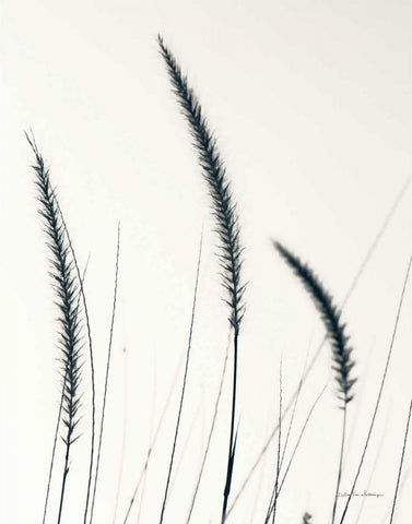 Field Grasses IV BW Crop Black Ornate Wood Framed Art Print with Double Matting by Van Swearingen, Debra