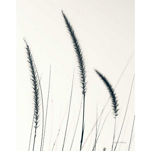Field Grasses IV BW Crop Gold Ornate Wood Framed Art Print with Double Matting by Van Swearingen, Debra