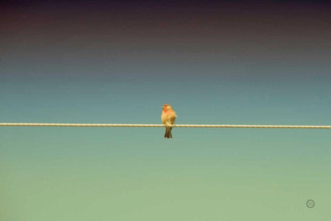 Waiting White Modern Wood Framed Art Print with Double Matting by Larson, Nathan