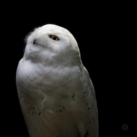 Snowy Owl Looks to the Sun Black Modern Wood Framed Art Print by Larson, Nathan