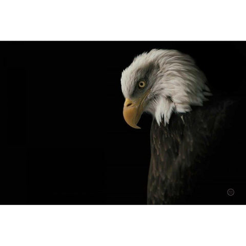 Eagle Bow Black Modern Wood Framed Art Print with Double Matting by Larson, Nathan