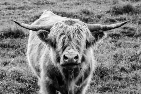 Highland Cow Staring Contest White Modern Wood Framed Art Print with Double Matting by Larson, Nathan