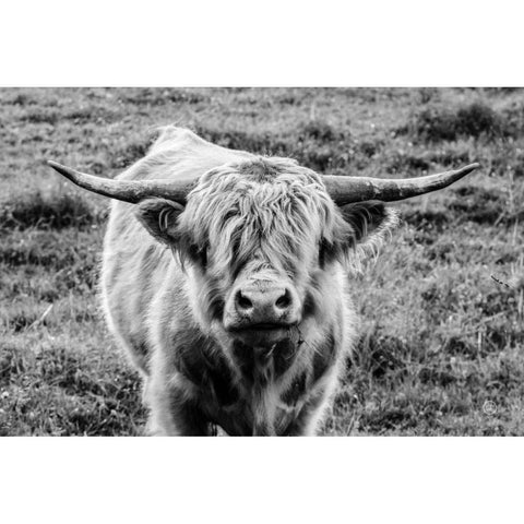Highland Cow Staring Contest Gold Ornate Wood Framed Art Print with Double Matting by Larson, Nathan