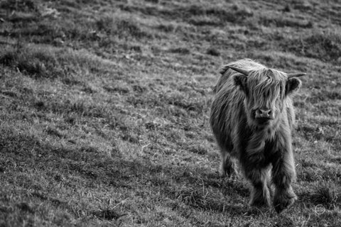 Highland Cow Calf in the Wind Black Ornate Wood Framed Art Print with Double Matting by Larson, Nathan