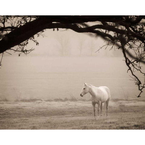 Hazy Horse II Black Modern Wood Framed Art Print by Van Swearingen, Debra
