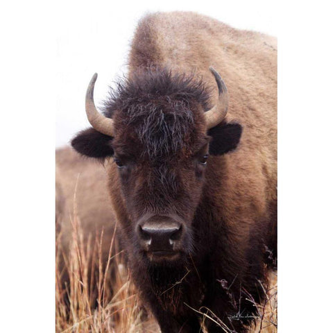 American Bison IV Black Modern Wood Framed Art Print by Van Swearingen, Debra