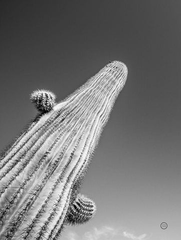 King I Black Ornate Wood Framed Art Print with Double Matting by Larson, Nathan