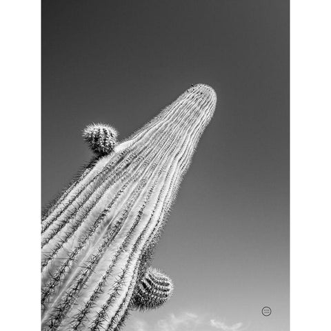 King I Black Modern Wood Framed Art Print by Larson, Nathan