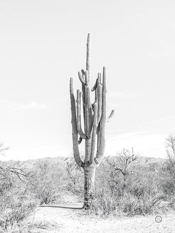 Standing Alone Black Ornate Wood Framed Art Print with Double Matting by Larson, Nathan