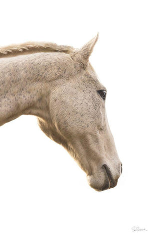 A Horse Named Lady I Black Ornate Wood Framed Art Print with Double Matting by Schlabach, Sue