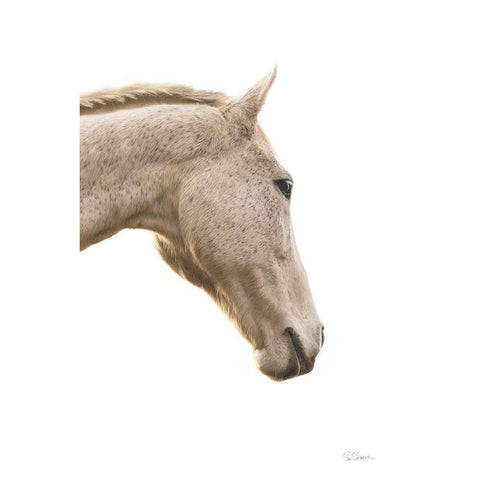 A Horse Named Lady I Black Modern Wood Framed Art Print by Schlabach, Sue