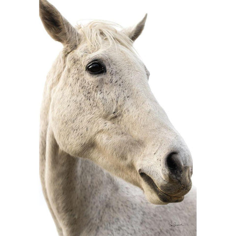 A Horse Named Lady II White Modern Wood Framed Art Print by Schlabach, Sue