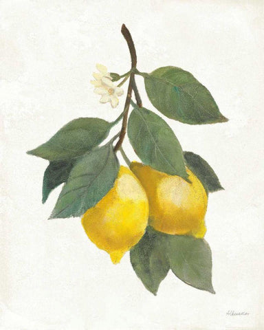 Lemon Branch II Black Ornate Wood Framed Art Print with Double Matting by Hristova, Albena