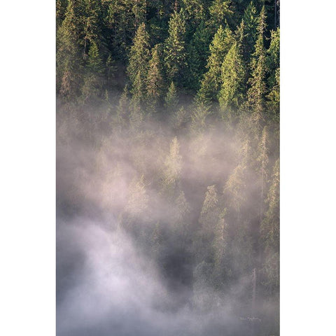 Fog and Forest II Black Modern Wood Framed Art Print with Double Matting by Majchrowicz, Alan