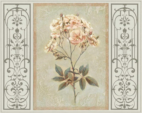 Heritage Roses I White Modern Wood Framed Art Print with Double Matting by Chilton, Sarah E.