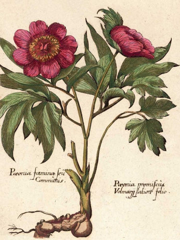 Giant Peony I White Modern Wood Framed Art Print with Double Matting by Van Houtte, Ludwig
