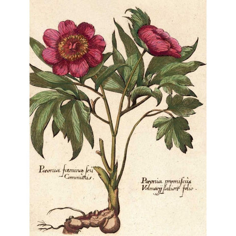 Giant Peony I White Modern Wood Framed Art Print by Van Houtte, Ludwig