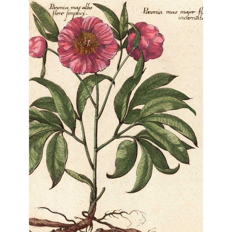 Giant Peony II White Modern Wood Framed Art Print by Van Houtte, Ludwig