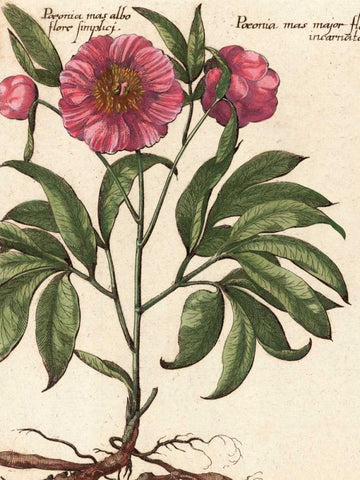 Giant Peony II Black Ornate Wood Framed Art Print with Double Matting by Van Houtte, Ludwig