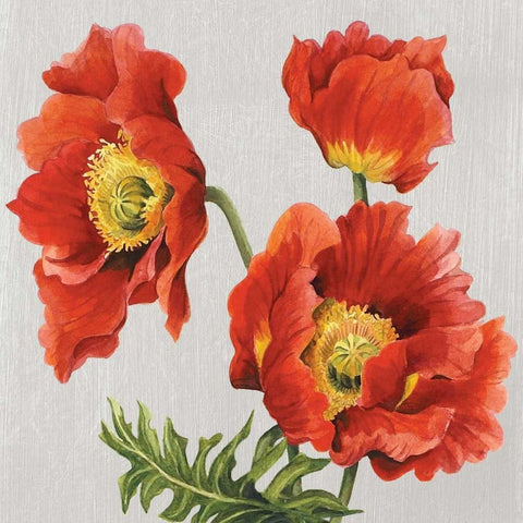 Poppies on Silk White Modern Wood Framed Art Print by Shelby, Judy