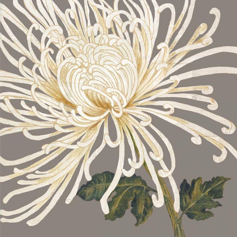 Glorious Whites II White Modern Wood Framed Art Print by Shelby, Judy