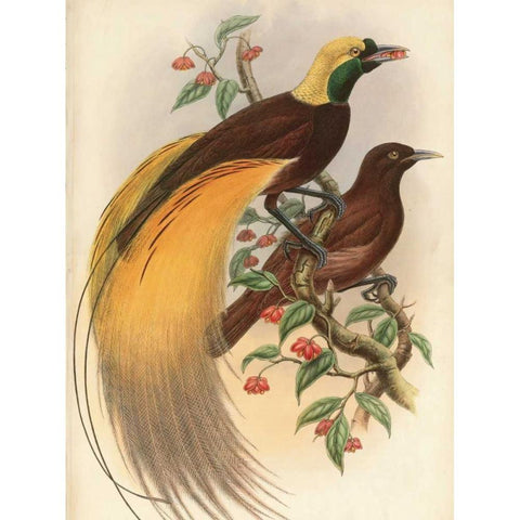 Golden Bird of Paradise White Modern Wood Framed Art Print by Reynolds, Alastair
