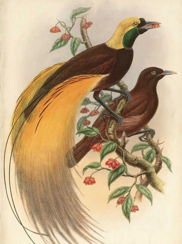 Golden Bird of Paradise Black Ornate Wood Framed Art Print with Double Matting by Reynolds, Alastair
