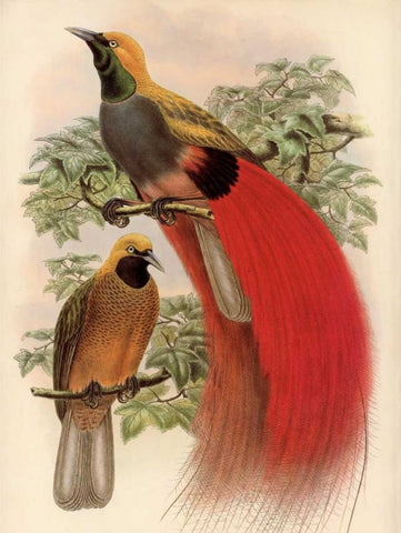 Scarlet Bird of Paradise Black Ornate Wood Framed Art Print with Double Matting by Reynolds, Alastair