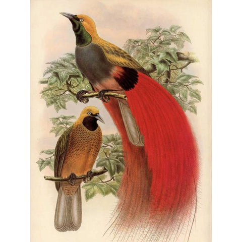 Scarlet Bird of Paradise White Modern Wood Framed Art Print by Reynolds, Alastair