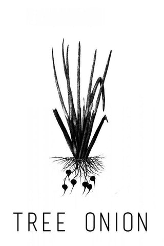 Tree Onion White Modern Wood Framed Art Print with Double Matting by Waltz, Anne