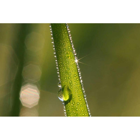 Der Sonnenstrahl White Modern Wood Framed Art Print by Rossmeissl, Gerhard