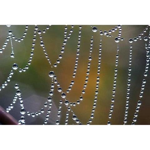 Tausend kleine Sonnen Black Modern Wood Framed Art Print by Rossmeissl, Gerhard