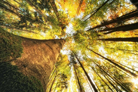 Hoch hinauf White Modern Wood Framed Art Print with Double Matting by Rossmeissl, Gerhard