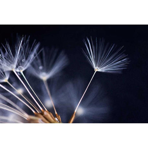 Anmut Black Modern Wood Framed Art Print by Rossmeissl, Gerhard