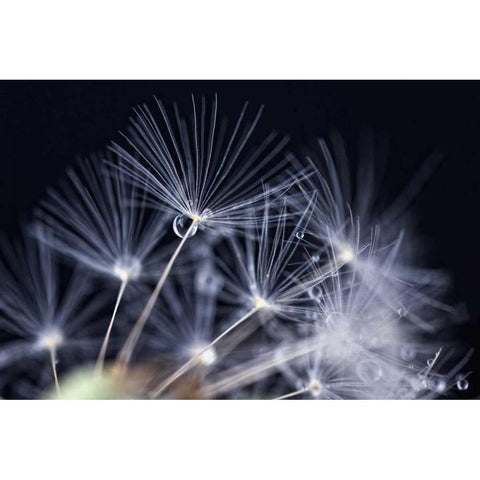 Schonheit White Modern Wood Framed Art Print by Rossmeissl, Gerhard