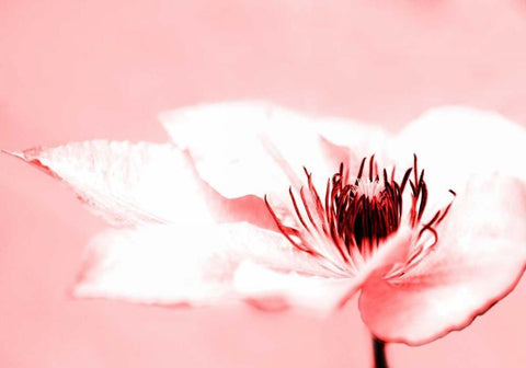 Beauty White Modern Wood Framed Art Print with Double Matting by Riedt, Kirsten