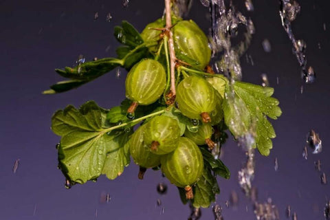 Stachelbeere Black Ornate Wood Framed Art Print with Double Matting by Riedt, Kirsten